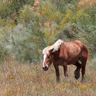 caballo castaño pastando