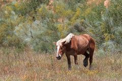 caballo castaño pastando