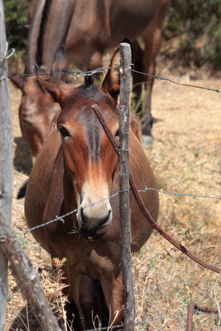 caballo castaño tras espinos