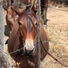 caballo castaño tras espinos