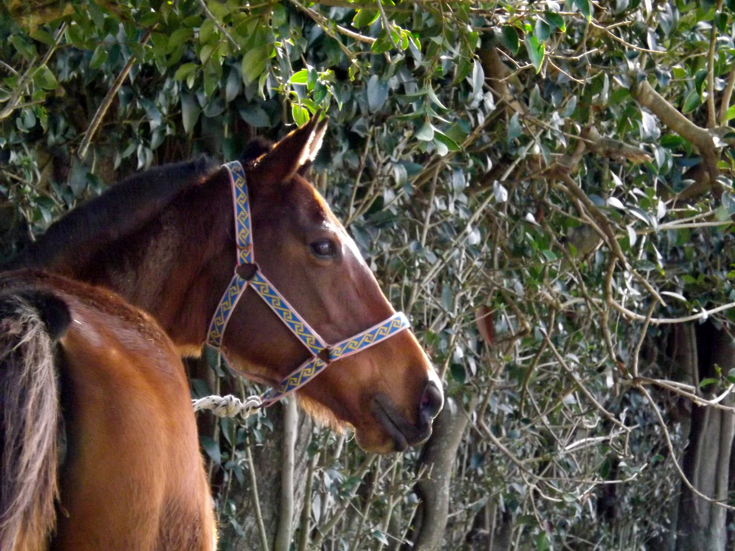 Caballo