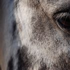 Caballo cerca de Biure de Emporda