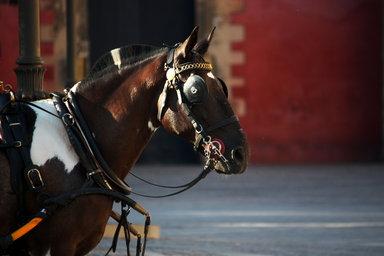 caballo con cresta