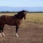 Caballo criollo