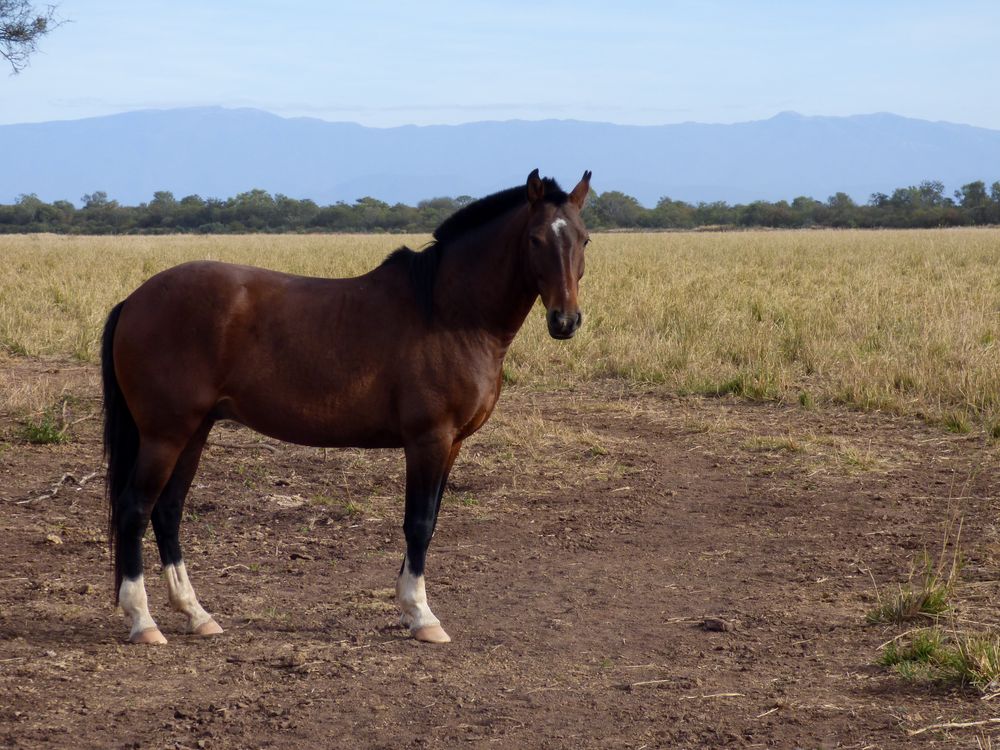 Caballo criollo