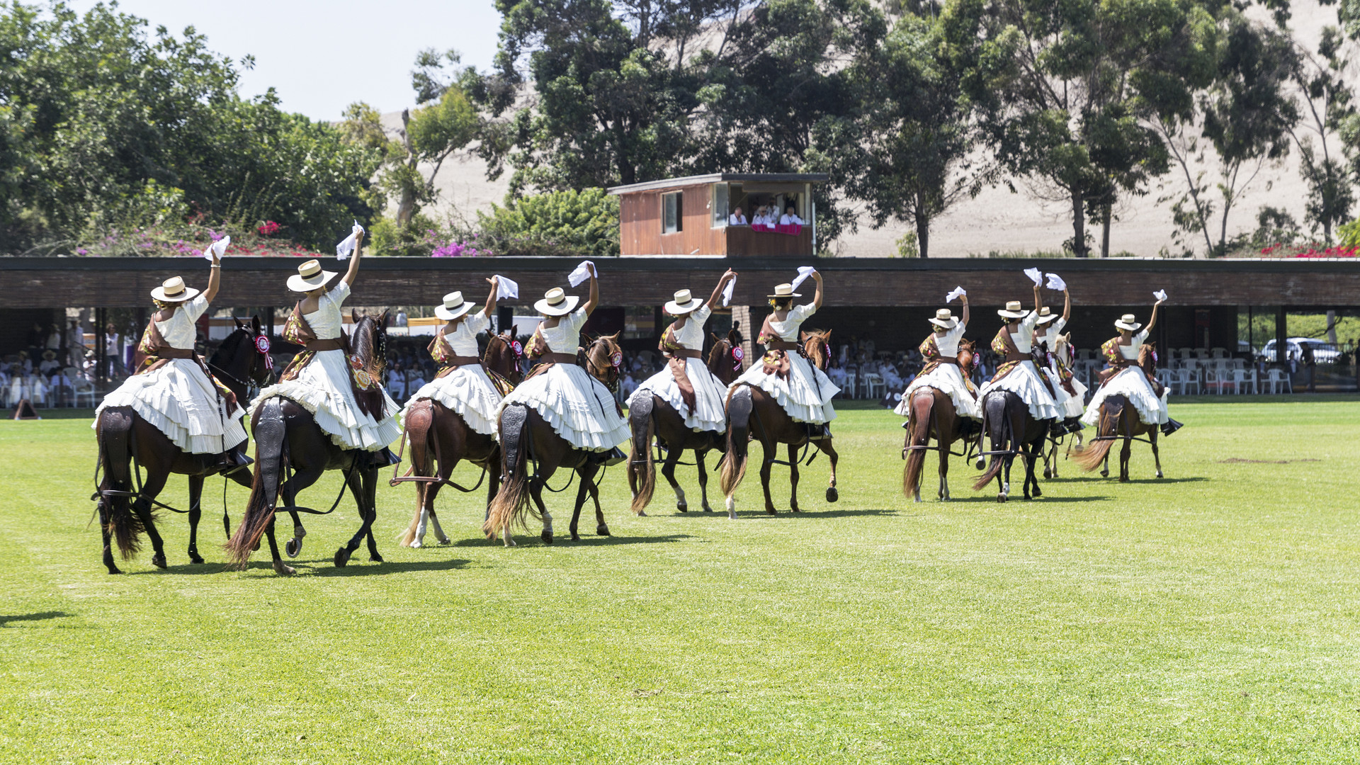 Caballo de Paso