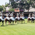 Caballo de Paso