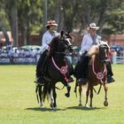 Caballo de Paso