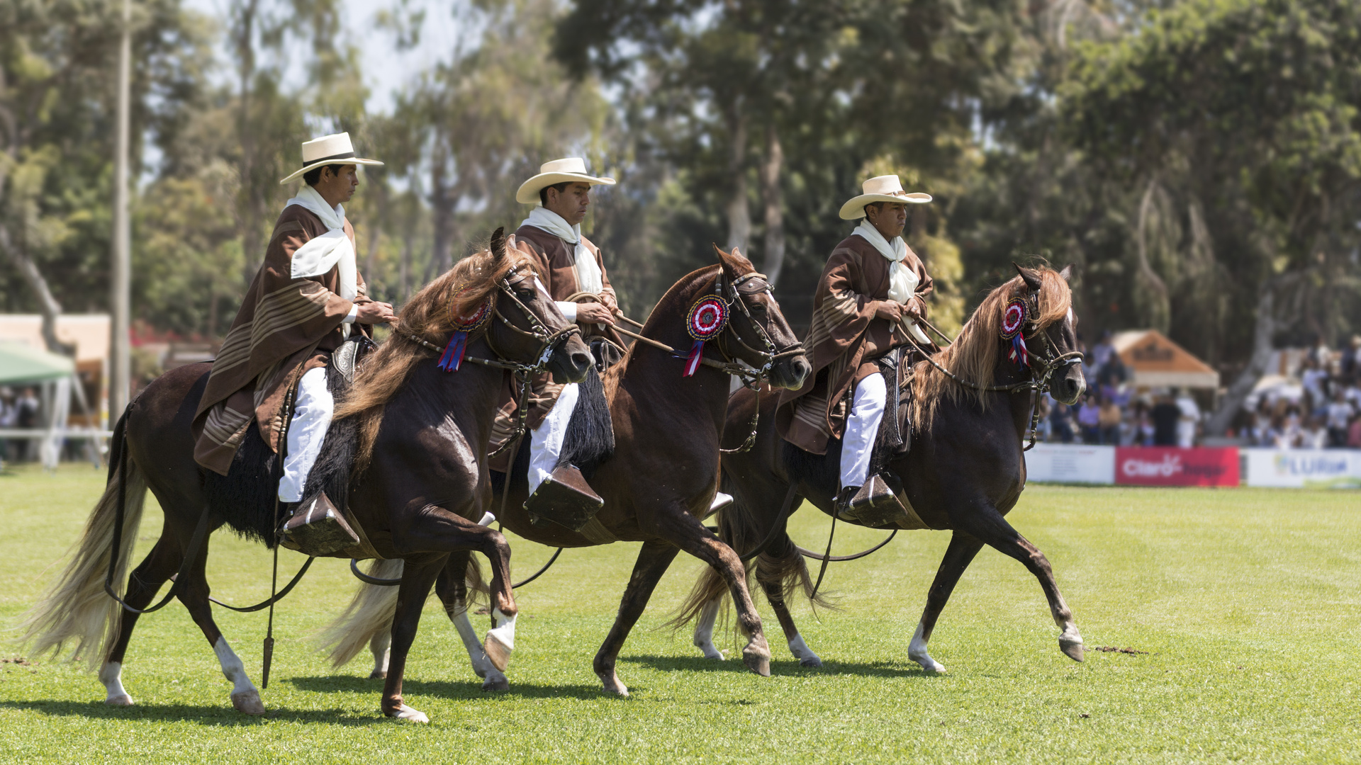 Caballo de Paso