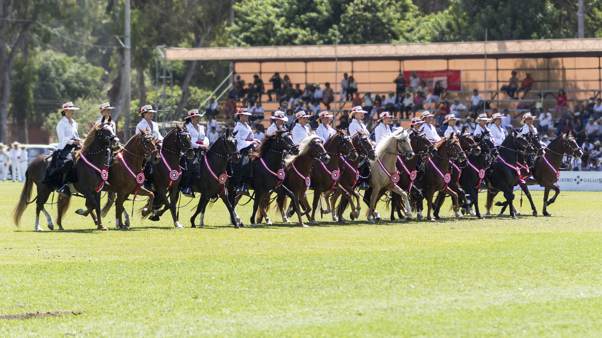 Caballo de Paso