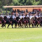 Caballo de Paso