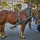 Caballo de tiro y arrastre