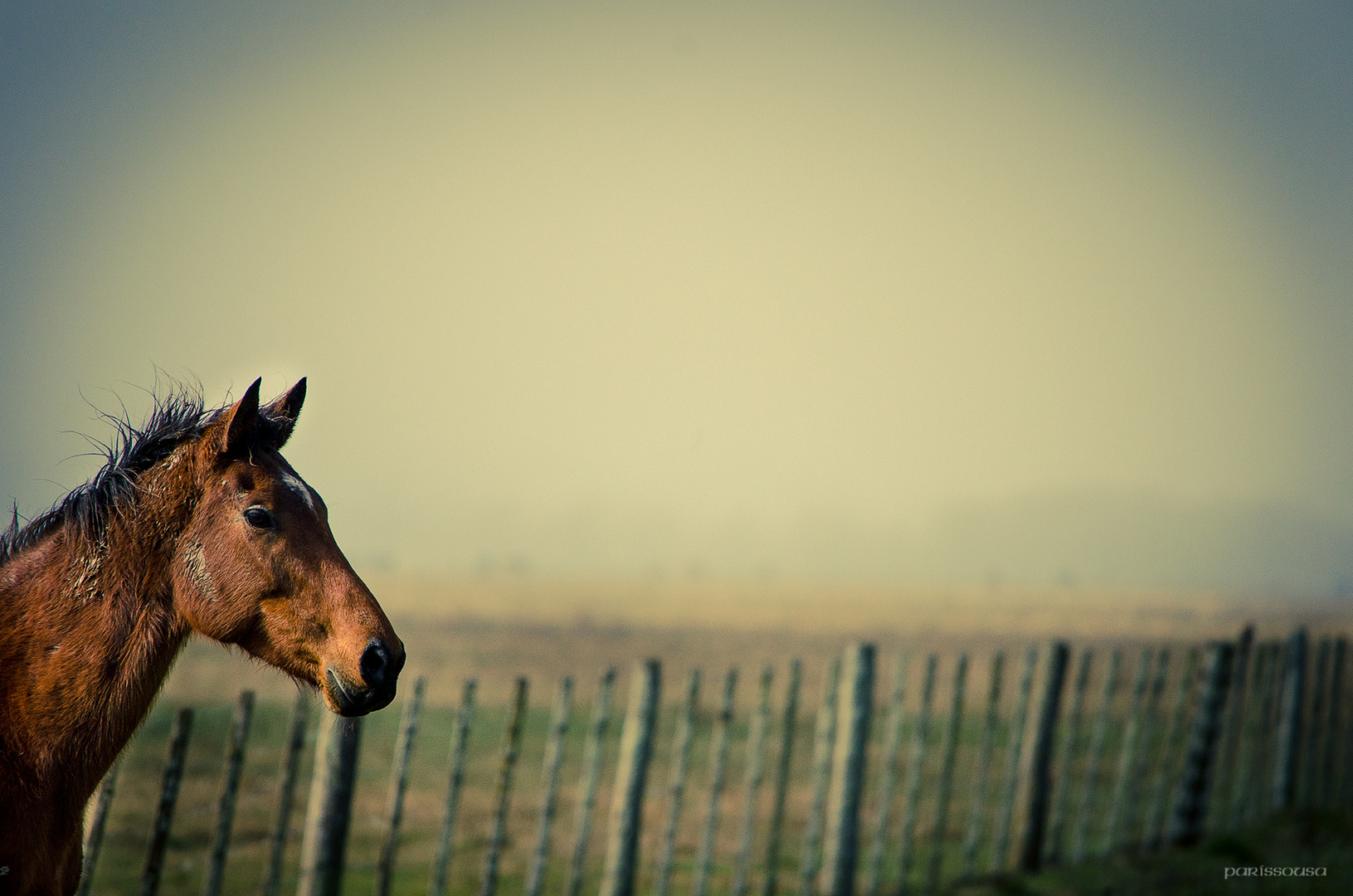 Caballo de Troya