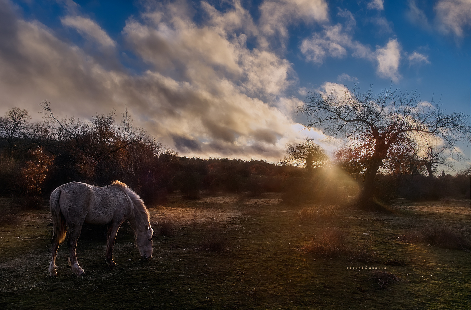 Caballo dorado