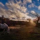 Caballo dorado