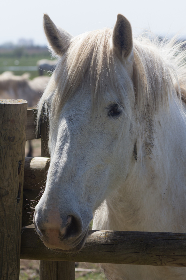 Caballo en Aiguamolls de L¨Empordà