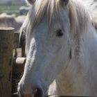 Caballo en Aiguamolls de L¨Empordà