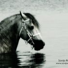 Caballo en el mar