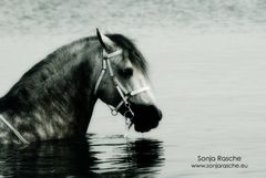 Caballo en el mar