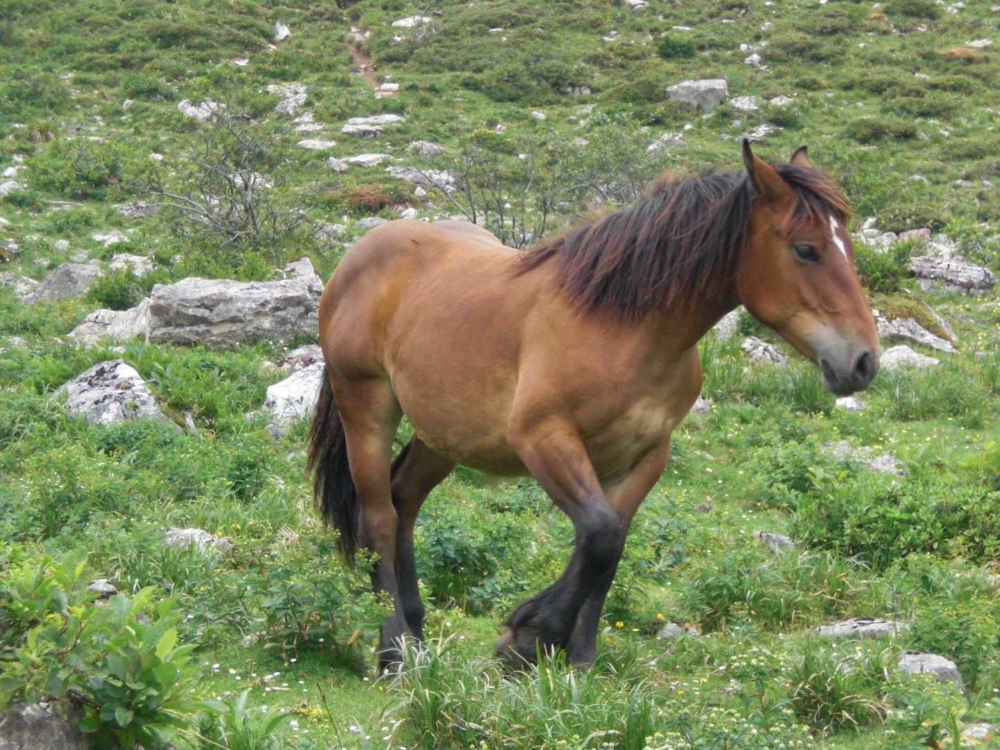 caballo en el meicin