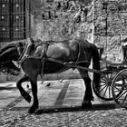 Caballo en la Mezquita