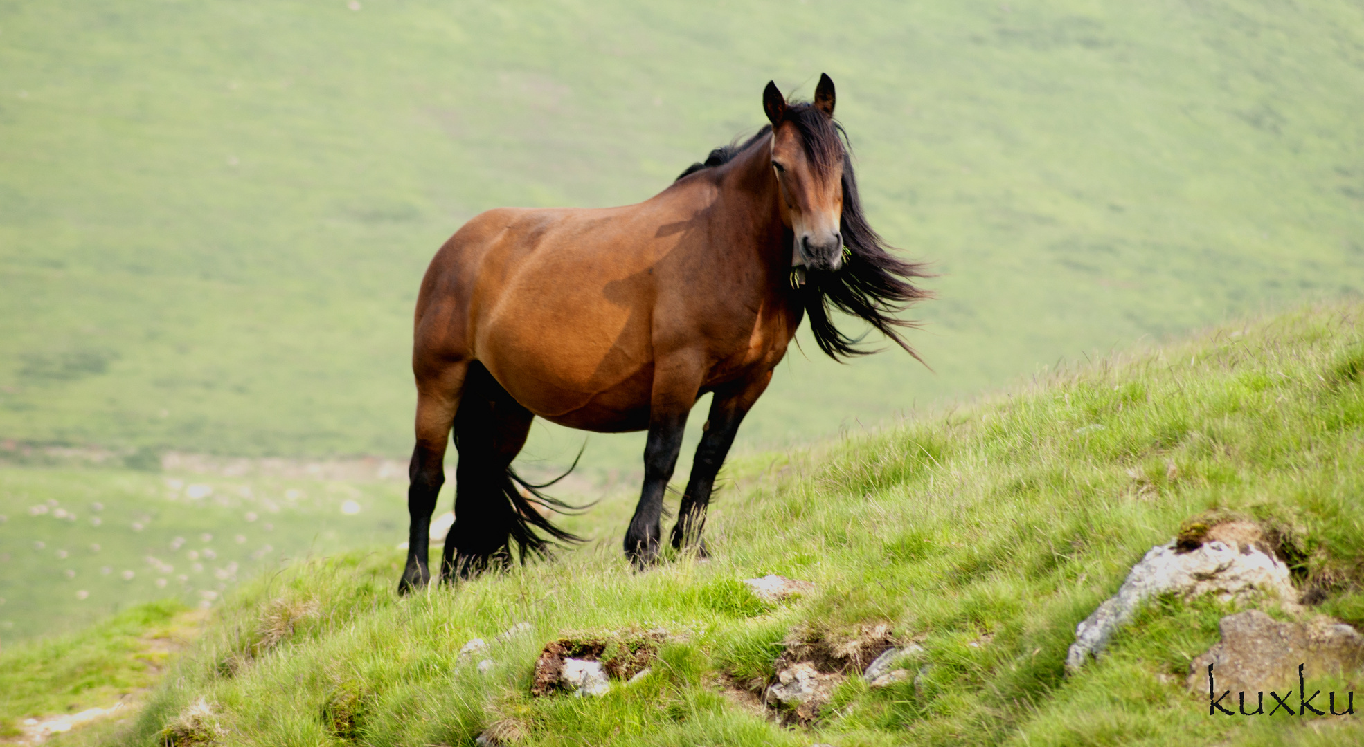 caballo en la montaña