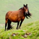 caballo en la montaña