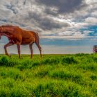 Caballo en la pradera.