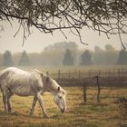 Caballo en Lobos (Pcia.de BsAs)