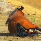 Caballo en Quilapilun