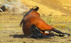 Caballo en Quilapilun