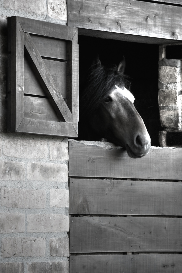 Caballo