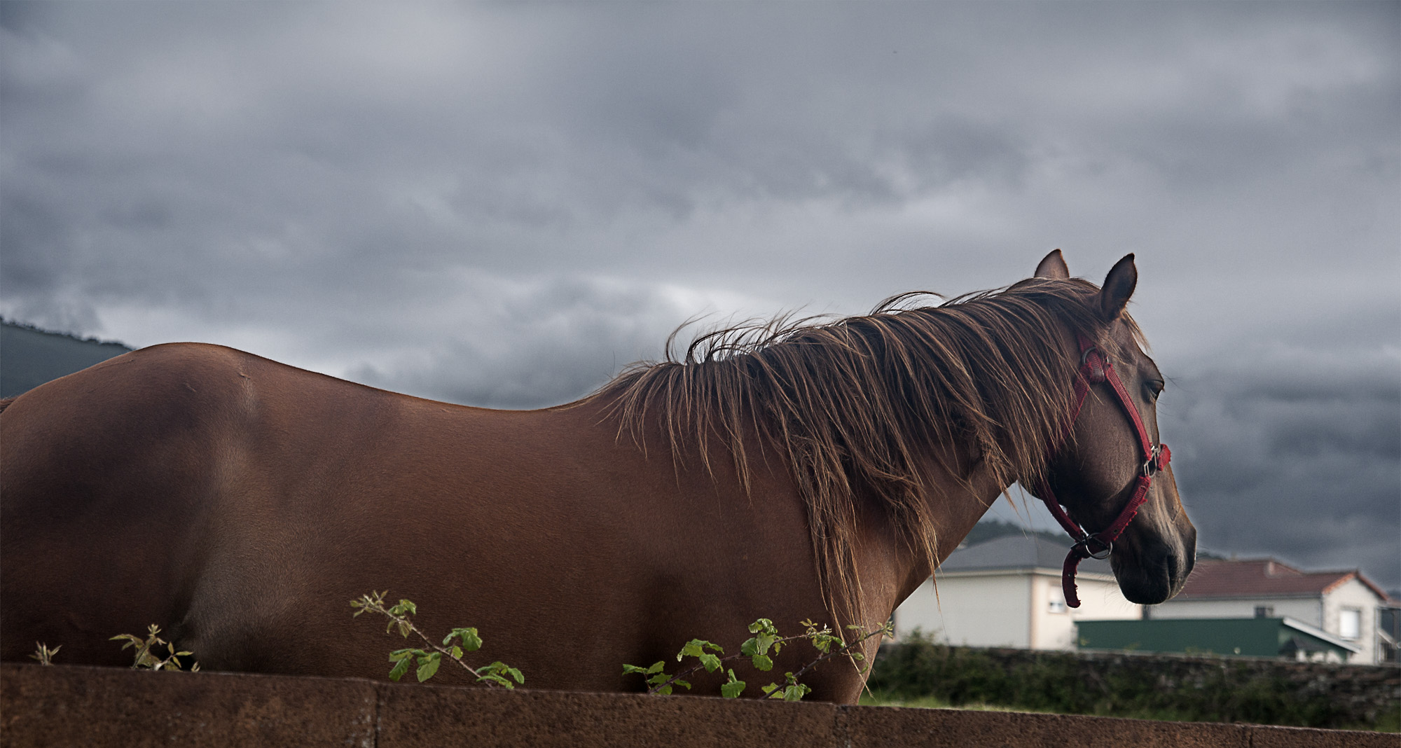 Caballo