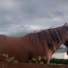 Caballo