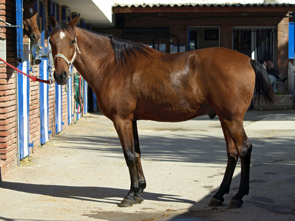 Caballo Mirandome