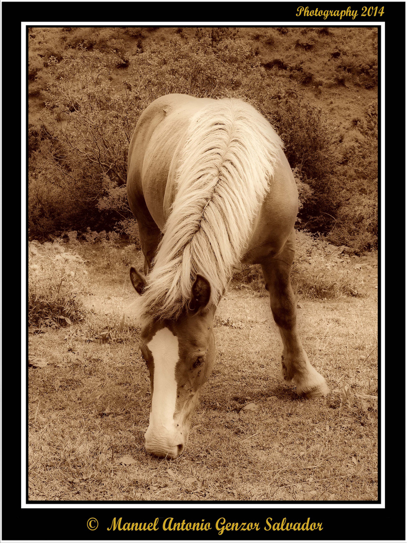 Caballo Pirenaico