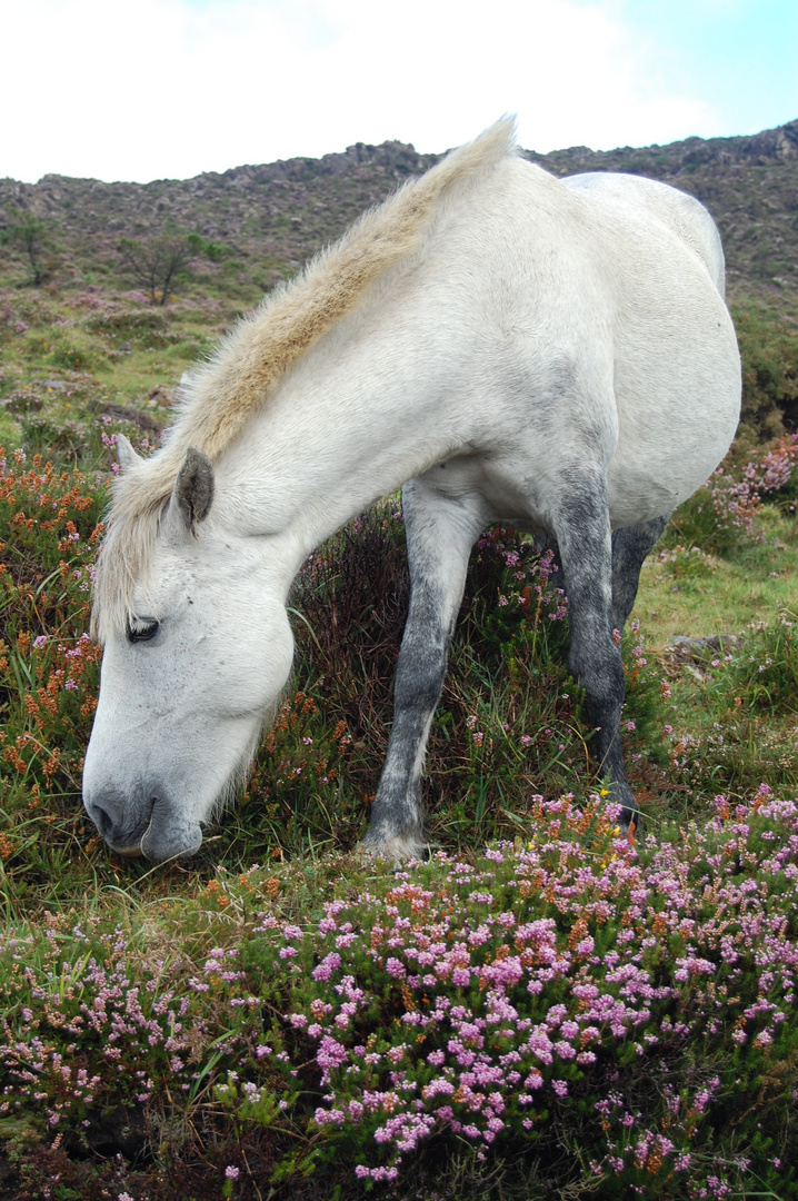 Caballo salvaje