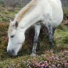 Caballo salvaje