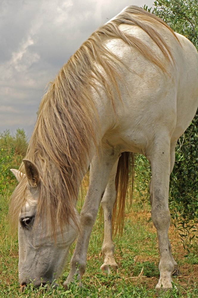 Caballo sin vacaciones