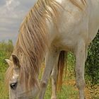 Caballo sin vacaciones