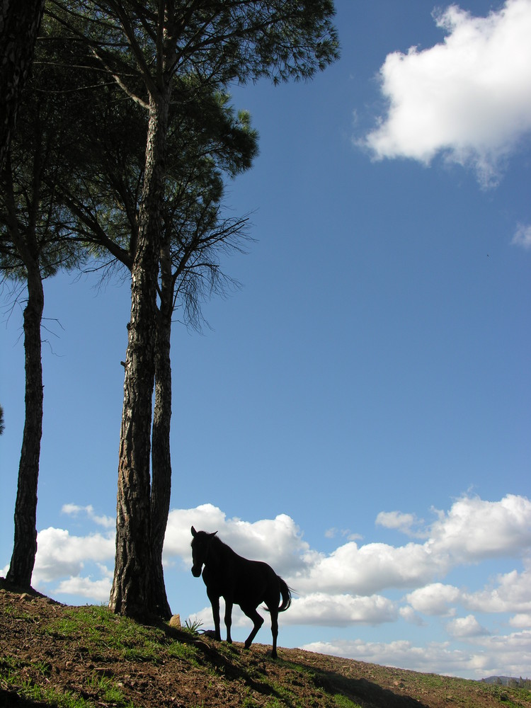 caballo solitario