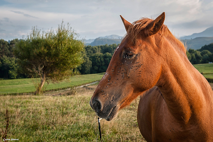 Caballo sufrido