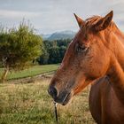 Caballo sufrido