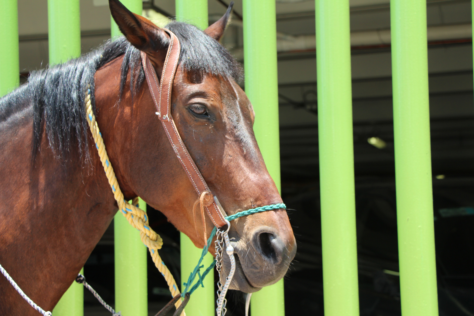 caballo trsite