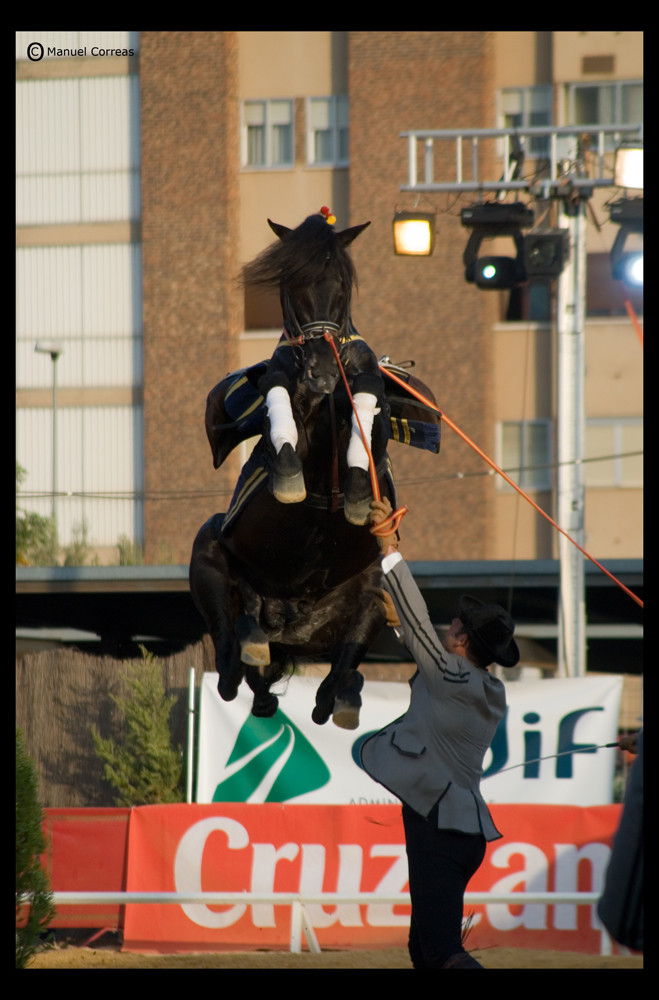 Caballo volador