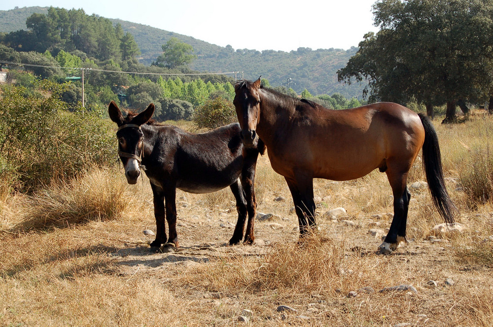 Caballo y Asno