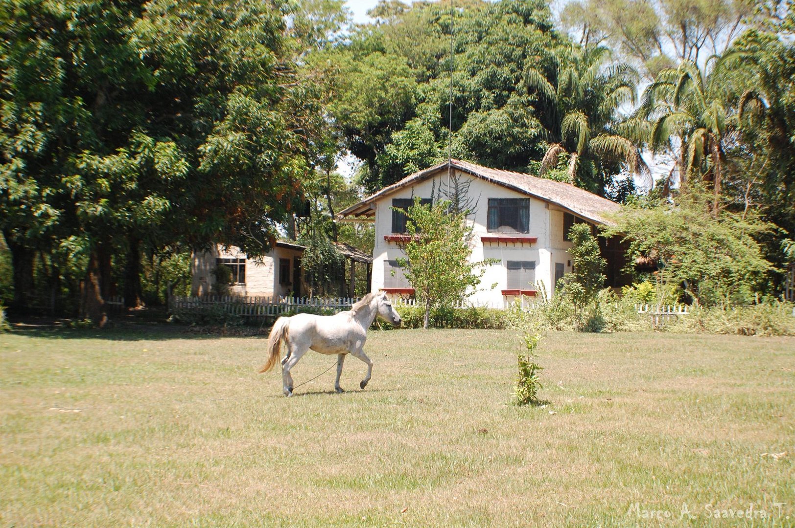 Caballo y paisaje