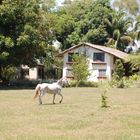 Caballo y paisaje