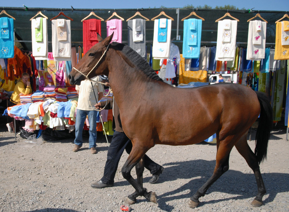 Caballo y toallas