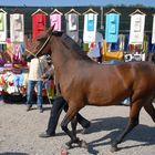 Caballo y toallas